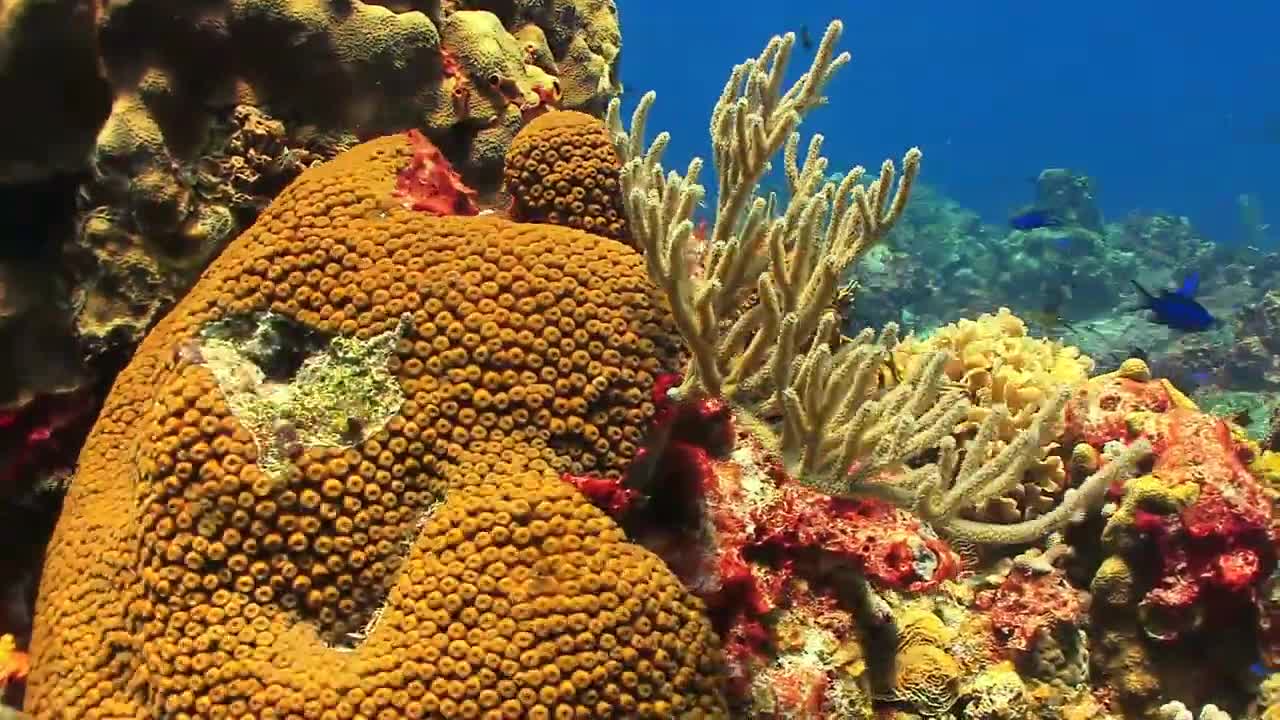 Coral Reef HD