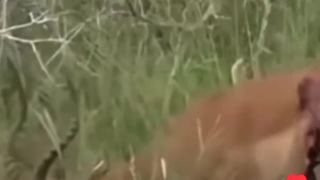 Gazelle gets eaten alive while still walking