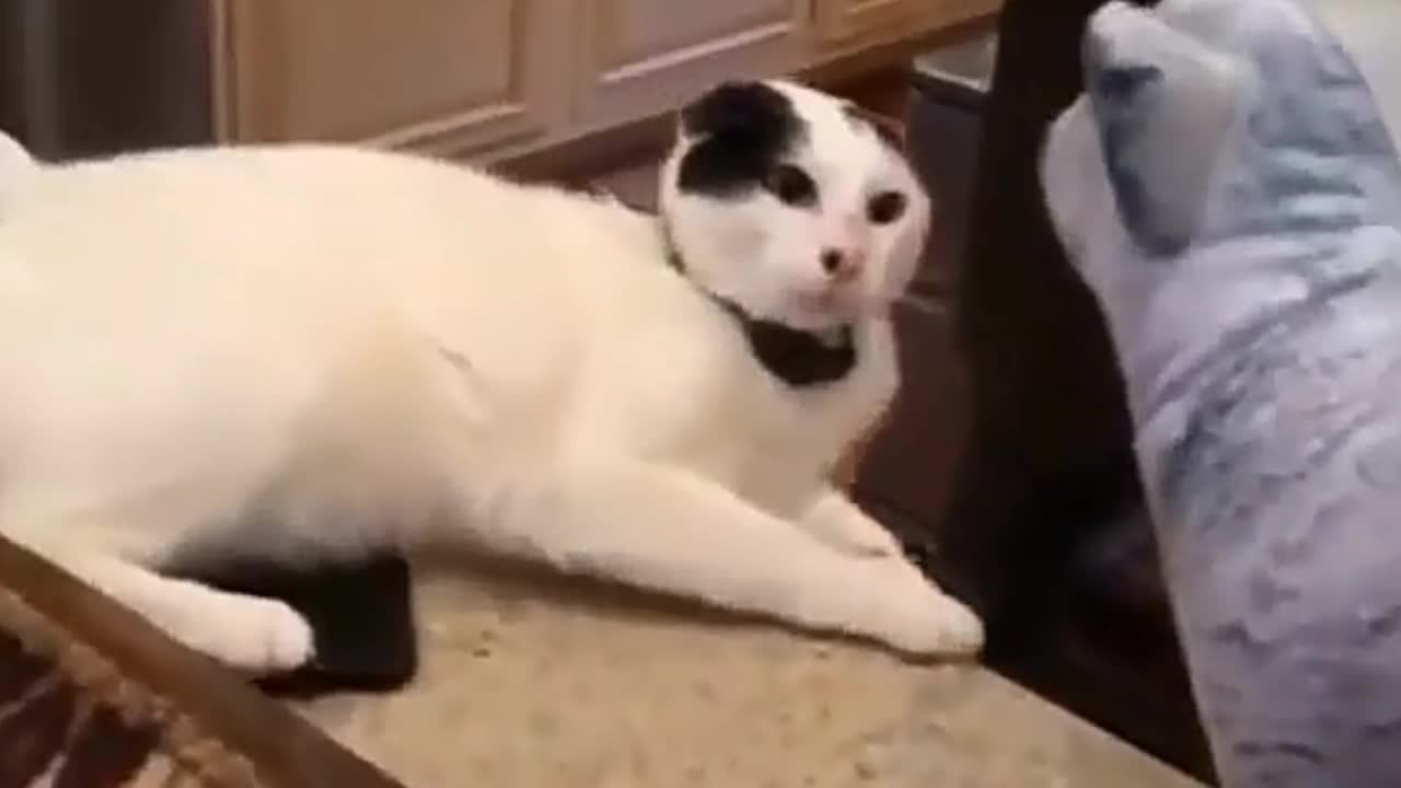 Funny animal - Cat getting a big scare