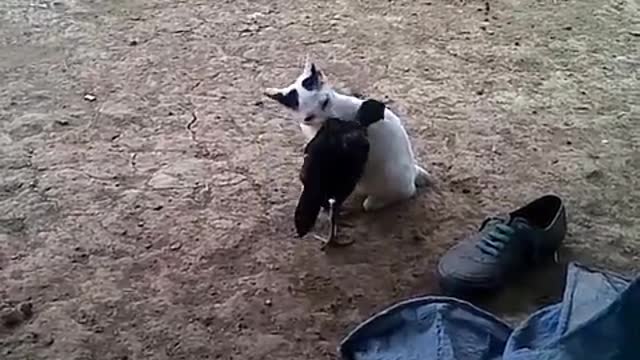 cats play with chickens