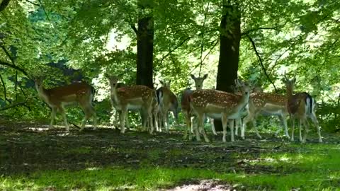 Few deer in the forest