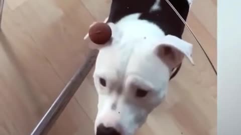 Innocent dog trying to get cookies