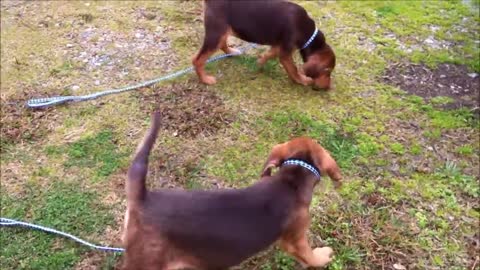 Must Watch:the Reaction of 2 Puppies After Being Adopted