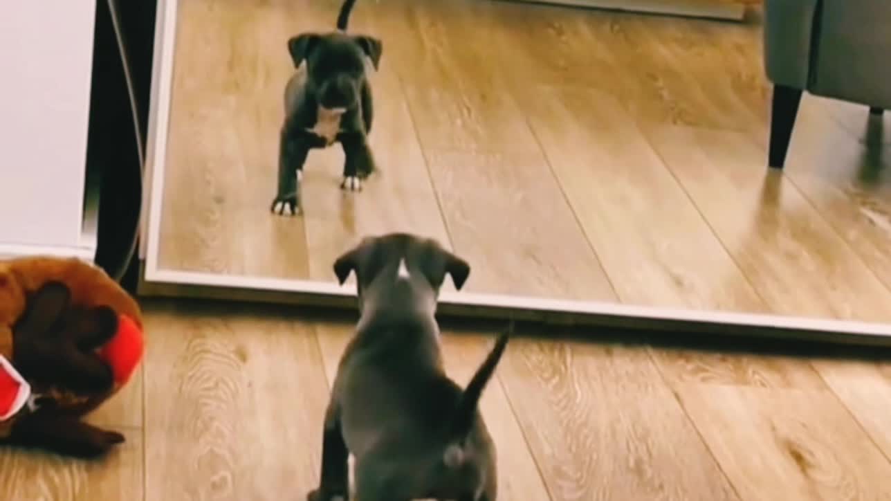 dog gets scared when he sees himself in the mirror