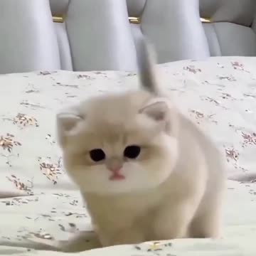 Delight in the Sweet Sounds of Baby Kittens"