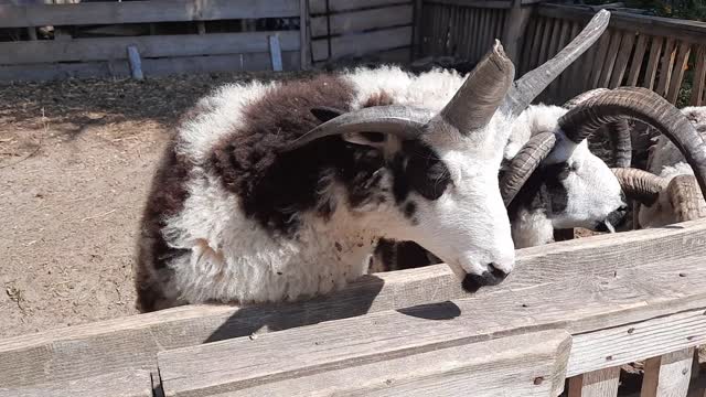 Баран 🐏 в зоопарке