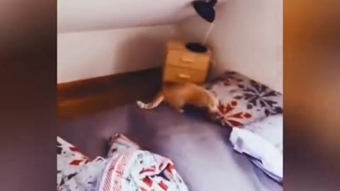 Funny cat is playing