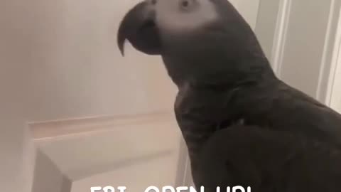 fbi bird