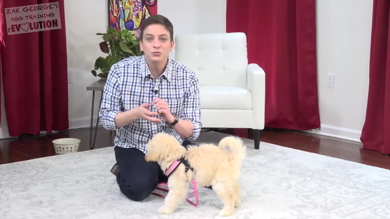 How to Teach your Puppy to Sit and Stay