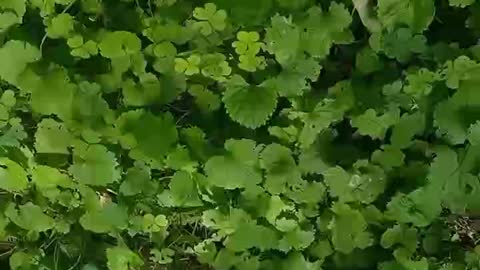 A field of green grass