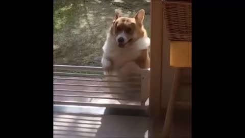 GET YOUR FAT ASS UP THERE PYLE