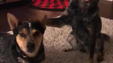Black dog touches her best friend with her paw