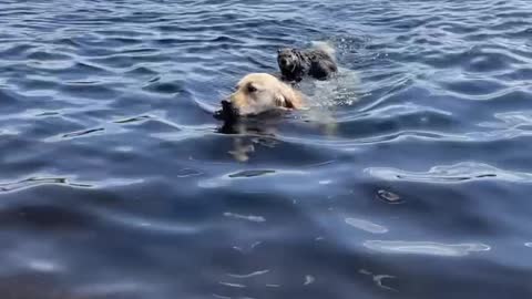 Wally Retrieves Unlikely Water Pal