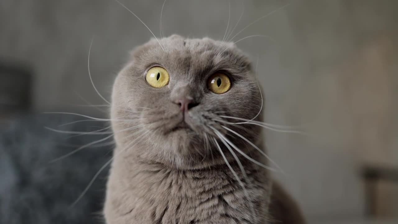 Beautiful cat staring at its owner