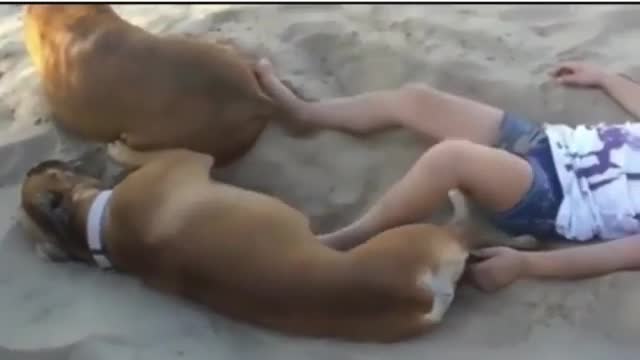 Best funny Dogy in beach