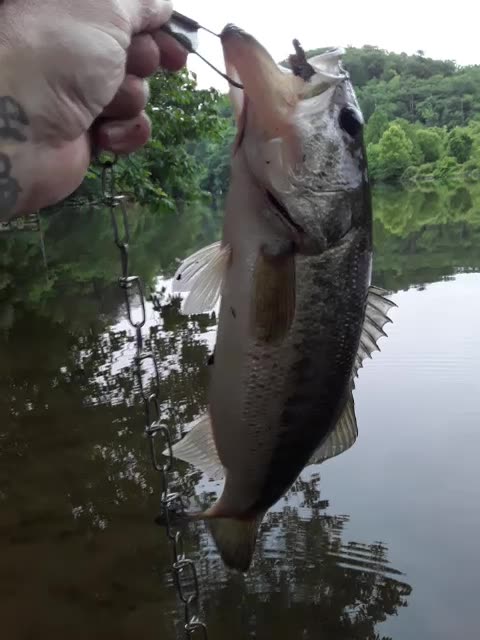 Last BASS in my 40's Part 2