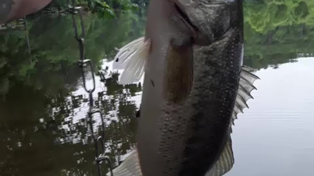 Last BASS in my 40's Part 2