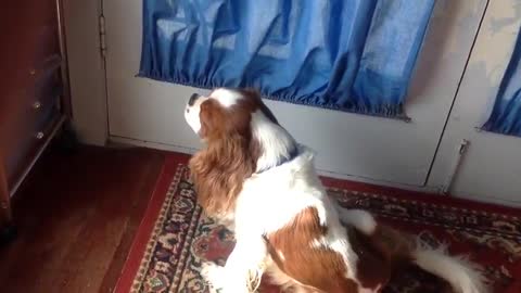 Cute Puppy barking