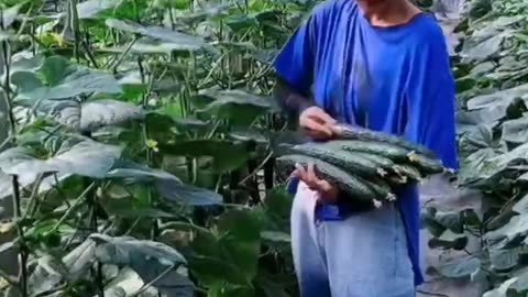 Techniques To Grow High Yield Cucumbers