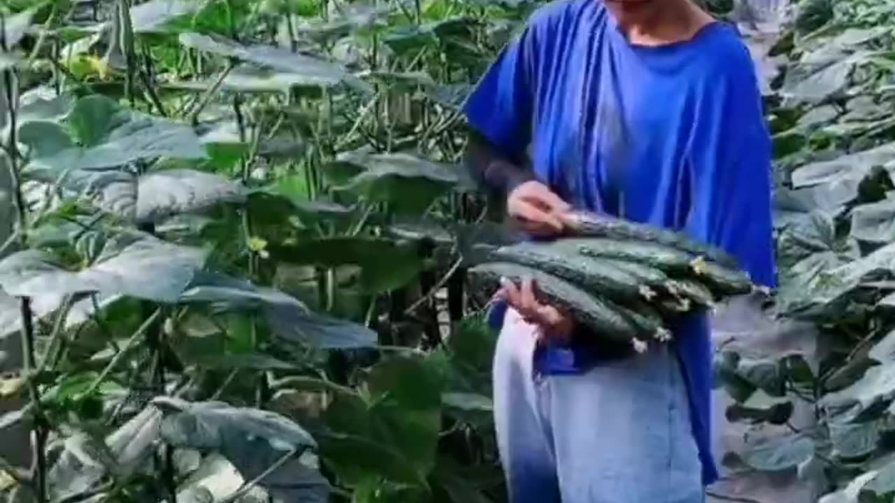 Techniques To Grow High Yield Cucumbers