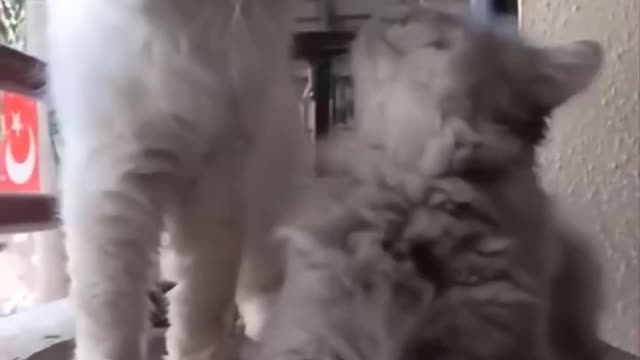 funny animals part 3