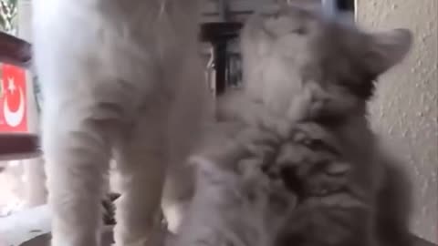 funny animals part 3