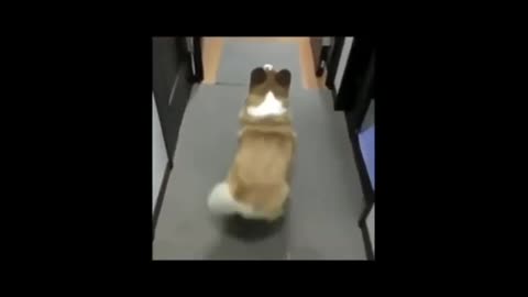 funny animal dance