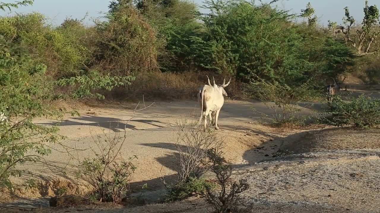 Cows walking down the rural road in Jodhpur