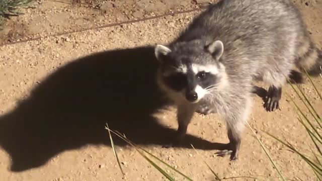 Raccoon