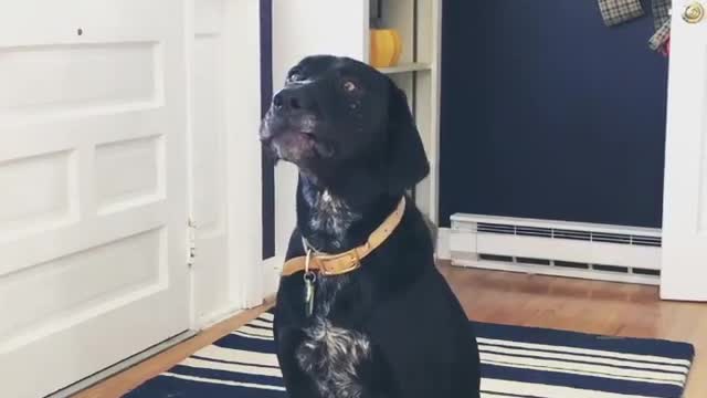 Cross eyed black dog sitting on blue and white rug barking and howling