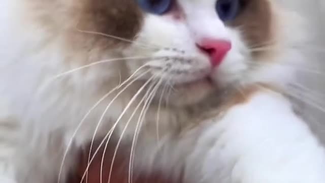Compared with the kitten in front of you, which one do you think is cuter?(2)