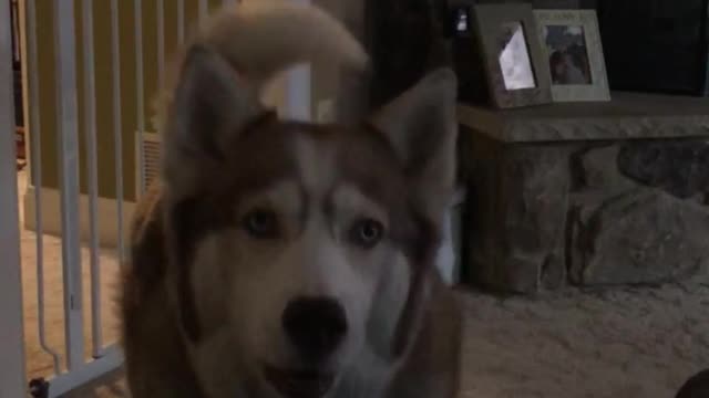 Stubborn argumentative Siberian Husky