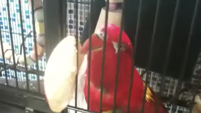 Rudy likes apples