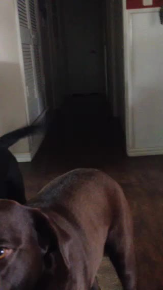 Molly,Cooper and Sugar at food time!