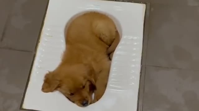 Dog felt asleep in the toilet hole