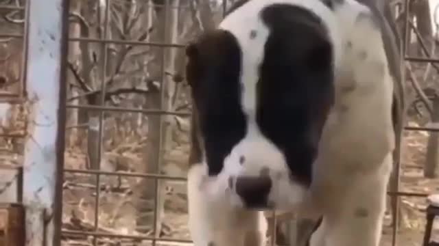 Very cute animals funny videos trending