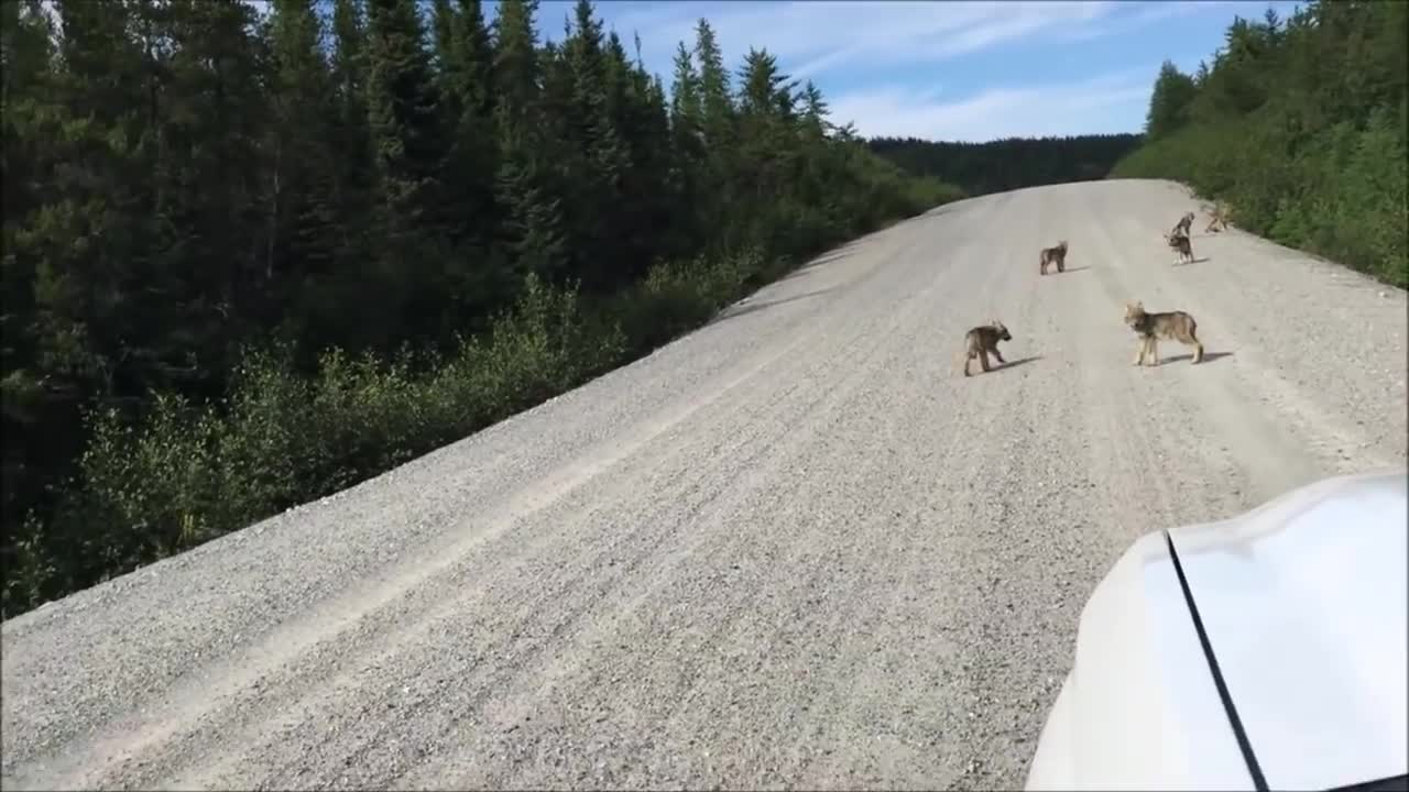 Baby Wolf Pups Howling