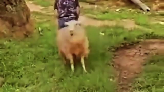 funny video with goat and human