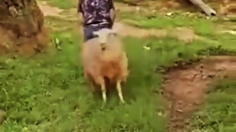 funny video with goat and human