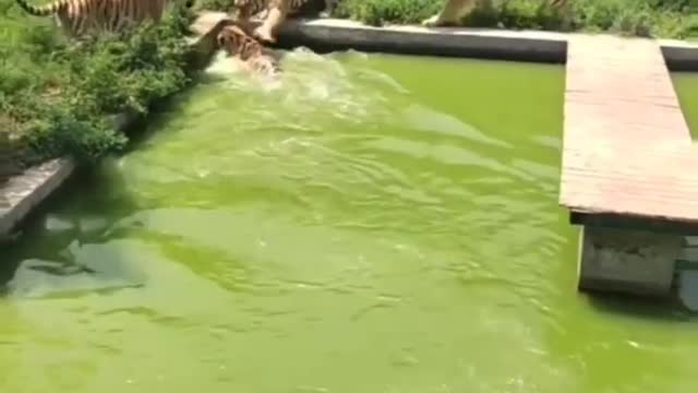 Cute animal behavior makes you happy