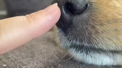 cute dog
