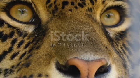 Close up of a Jaguar eyes stock video
