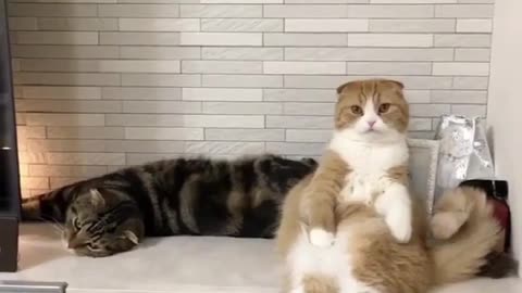 Collection of cute and funny cats