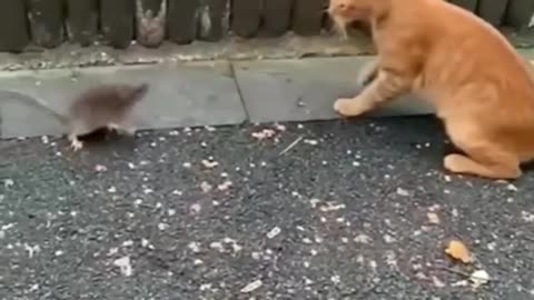 New one funny animals -funny cats/dogs- funny videos 😂🐱🤣
