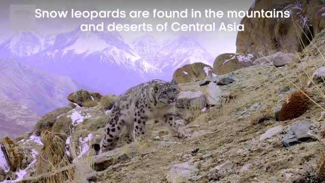 Elusive Snow Leopard Of The Himalayas - Planet Eart