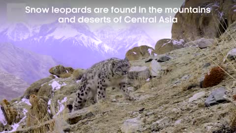 Elusive Snow Leopard Of The Himalayas - Planet Eart