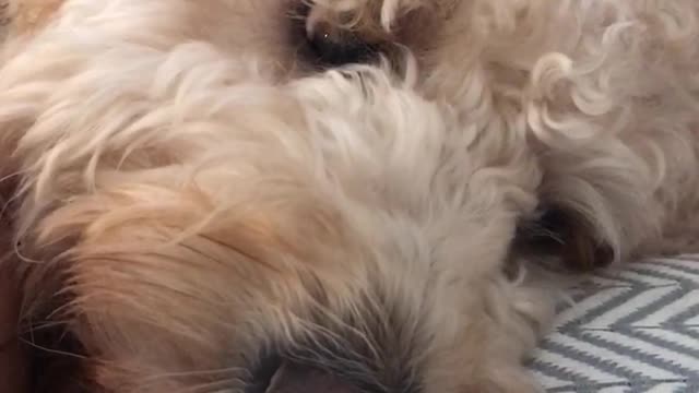 Dog showing teeth looking like it's smiling