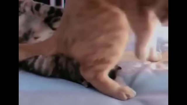 Funniest Cats 😹 - Don-t try to hold back Laughter 😂 - Funny Cats Life 09