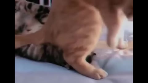 Funniest Cats 😹 - Don-t try to hold back Laughter 😂 - Funny Cats Life 09