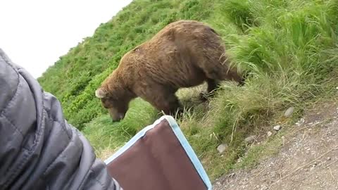 bear sits next to guy